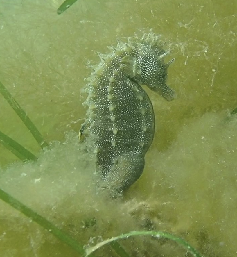 seahorses sightings in devon & cornwall